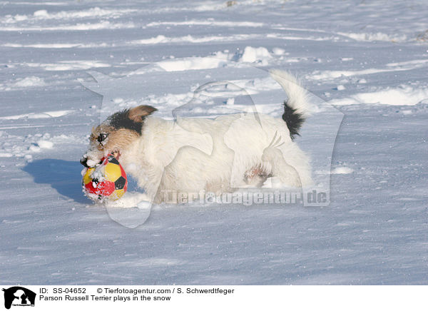 Parson Russell Terrier spielt im Schnee / Parson Russell Terrier plays in the snow / SS-04652