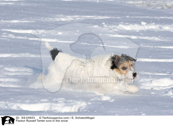 Parson Russell Terrier rennt im Schnee / Parson Russell Terrier runs in the snow / SS-04653