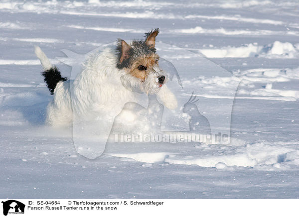 Parson Russell Terrier rennt im Schnee / Parson Russell Terrier runs in the snow / SS-04654