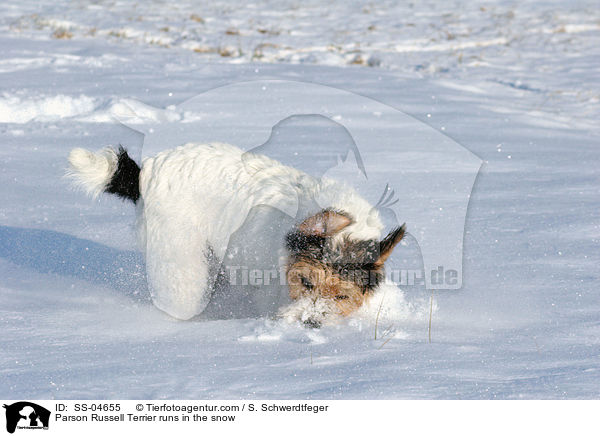 Parson Russell Terrier rennt im Schnee / Parson Russell Terrier runs in the snow / SS-04655