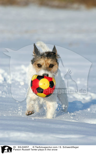 Parson Russell Terrier spielt im Schnee / Parson Russell Terrier plays in the snow / SS-04657