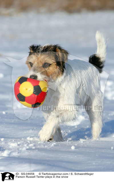Parson Russell Terrier spielt im Schnee / Parson Russell Terrier plays in the snow / SS-04658