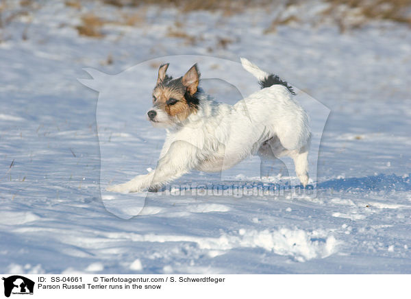 Parson Russell Terrier rennt im Schnee / Parson Russell Terrier runs in the snow / SS-04661