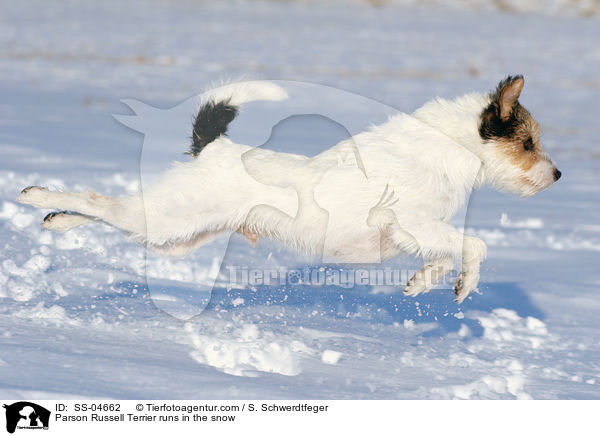 Parson Russell Terrier rennt im Schnee / Parson Russell Terrier runs in the snow / SS-04662