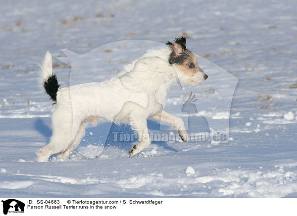 Parson Russell Terrier rennt im Schnee / Parson Russell Terrier runs in the snow / SS-04663