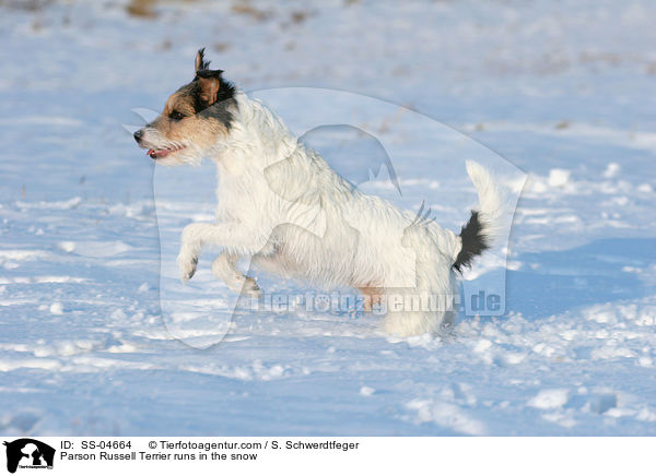 Parson Russell Terrier rennt im Schnee / Parson Russell Terrier runs in the snow / SS-04664
