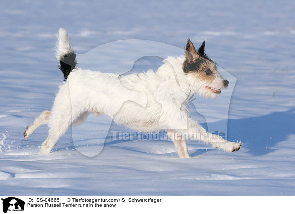 Parson Russell Terrier rennt im Schnee / Parson Russell Terrier runs in the snow / SS-04665