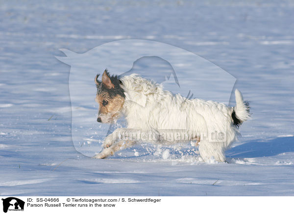 Parson Russell Terrier rennt im Schnee / Parson Russell Terrier runs in the snow / SS-04666