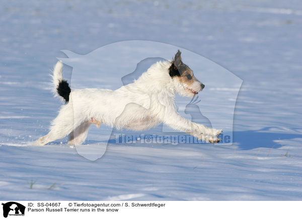 Parson Russell Terrier rennt im Schnee / Parson Russell Terrier runs in the snow / SS-04667