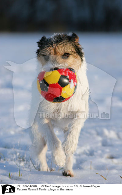 Parson Russell Terrier spielt im Schnee / Parson Russell Terrier plays in the snow / SS-04668