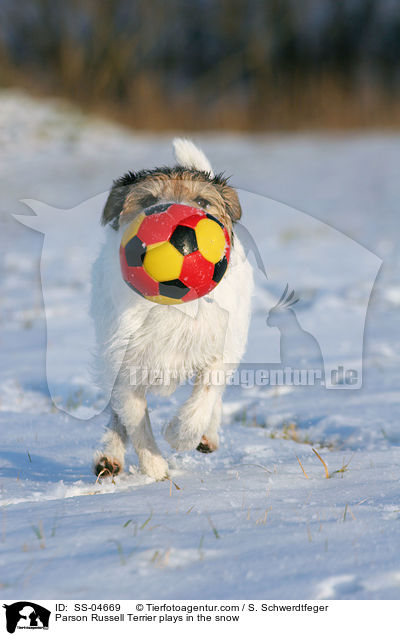 Parson Russell Terrier spielt im Schnee / Parson Russell Terrier plays in the snow / SS-04669