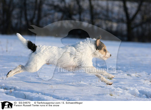 Parson Russell Terrier rennt im Schnee / Parson Russell Terrier runs in the snow / SS-04670