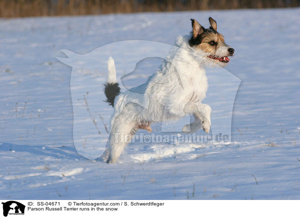 Parson Russell Terrier rennt im Schnee / Parson Russell Terrier runs in the snow / SS-04671