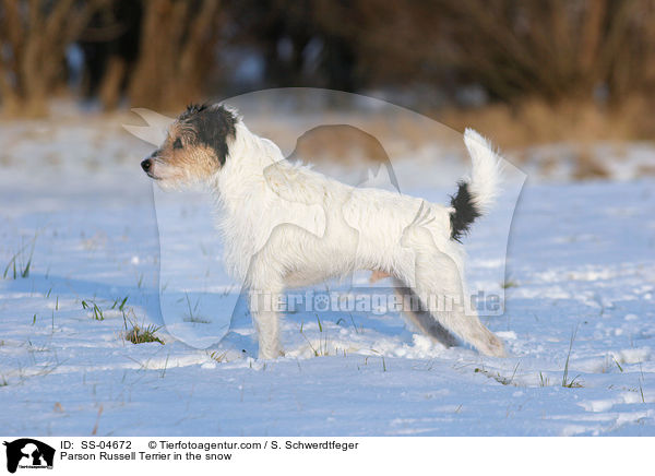 Parson Russell Terrier im Schnee / Parson Russell Terrier in the snow / SS-04672
