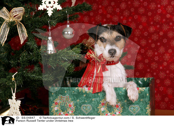 Parson Russell Terrier unterm Weihnachtsbaum / Parson Russell Terrier under christmas tree / SS-04847