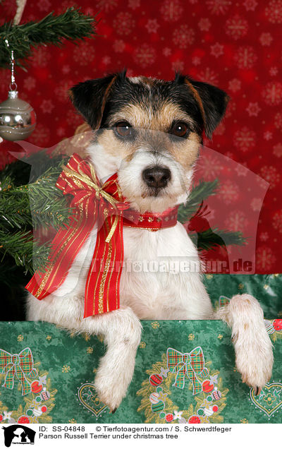 Parson Russell Terrier unterm Weihnachtsbaum / Parson Russell Terrier under christmas tree / SS-04848