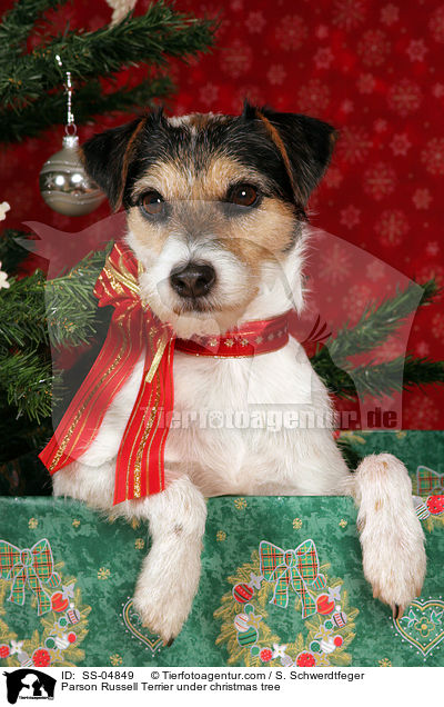 Parson Russell Terrier unterm Weihnachtsbaum / Parson Russell Terrier under christmas tree / SS-04849
