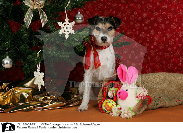 Parson Russell Terrier unterm Weihnachtsbaum / Parson Russell Terrier under christmas tree / SS-04851