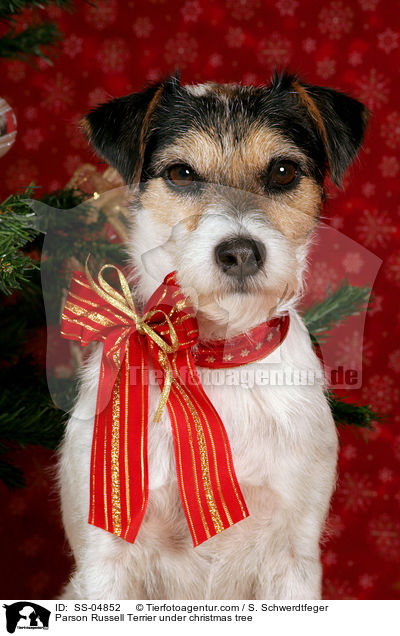 Parson Russell Terrier unterm Weihnachtsbaum / Parson Russell Terrier under christmas tree / SS-04852