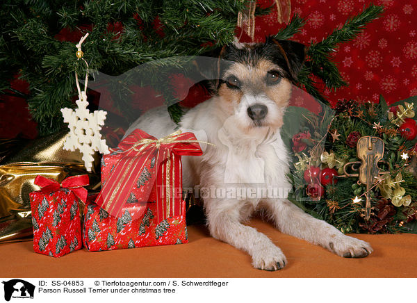 Parson Russell Terrier unterm Weihnachtsbaum / Parson Russell Terrier under christmas tree / SS-04853