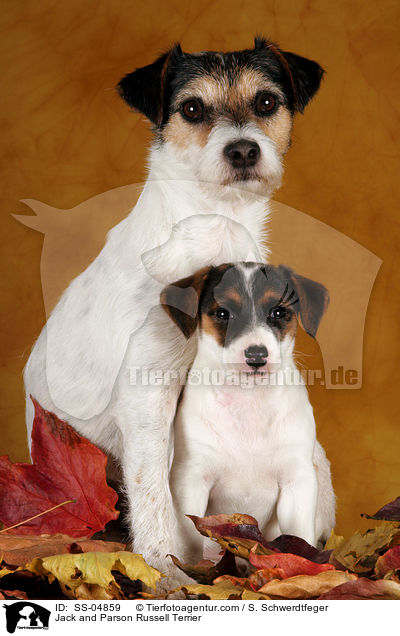 Jack und Parson Russell Terrier / Jack and Parson Russell Terrier / SS-04859