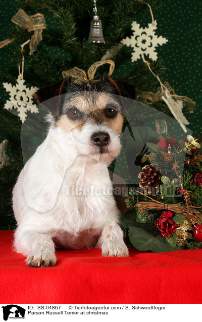 Parson Russell Terrier zu Weihnachten / Parson Russell Terrier at christmas / SS-04867