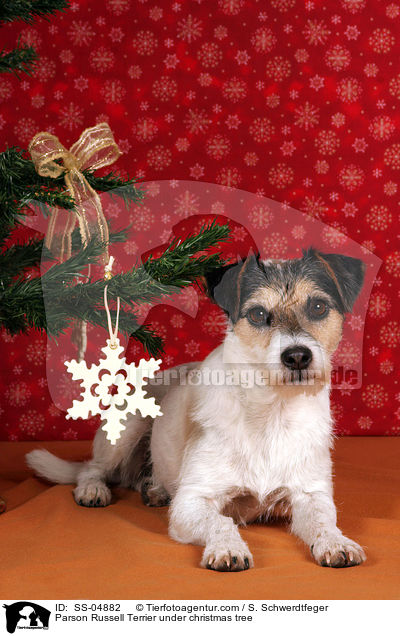 Parson Russell Terrier unterm Weihnachtsbaum / Parson Russell Terrier under christmas tree / SS-04882