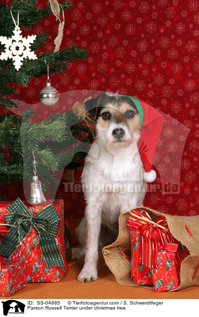 Parson Russell Terrier unterm Weihnachtsbaum / Parson Russell Terrier under christmas tree / SS-04885