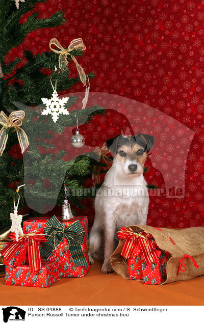 Parson Russell Terrier unterm Weihnachtsbaum / Parson Russell Terrier under christmas tree / SS-04888