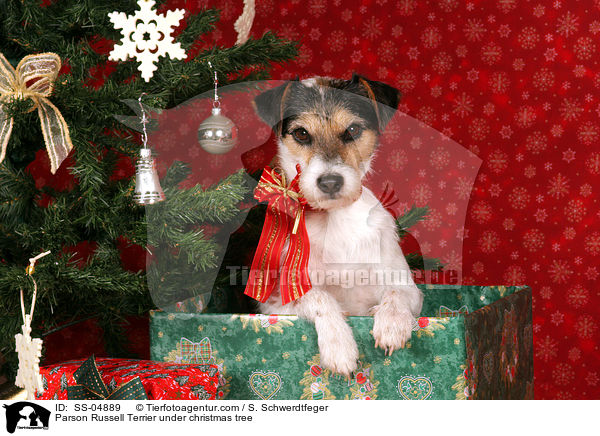 Parson Russell Terrier unterm Weihnachtsbaum / Parson Russell Terrier under christmas tree / SS-04889