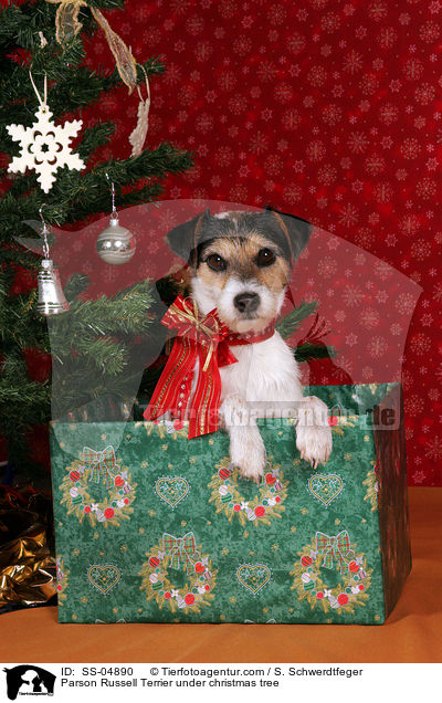 Parson Russell Terrier unterm Weihnachtsbaum / Parson Russell Terrier under christmas tree / SS-04890