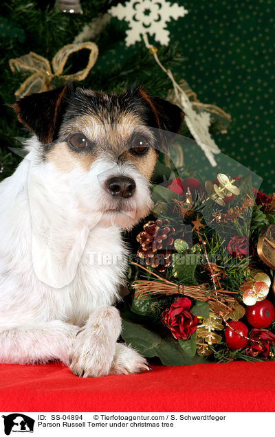 Parson Russell Terrier unterm Weihnachtsbaum / Parson Russell Terrier under christmas tree / SS-04894