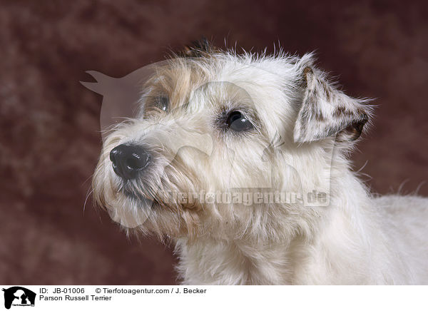 Parson Russell Terrier / Parson Russell Terrier / JB-01006
