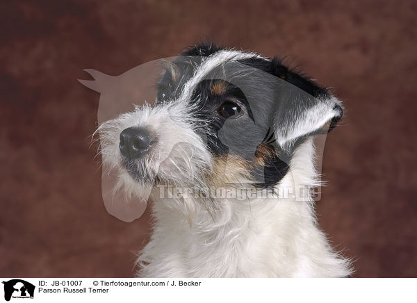 Parson Russell Terrier / Parson Russell Terrier / JB-01007