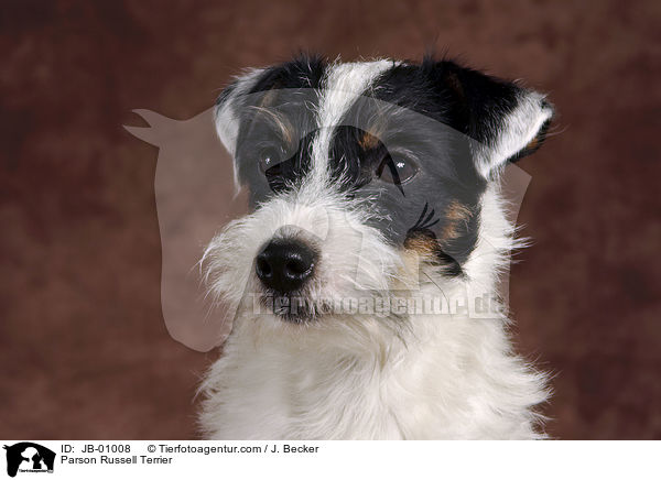 Parson Russell Terrier / Parson Russell Terrier / JB-01008