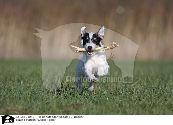 spielender Parson Russell Terrier / playing Parson Russell Terrier / JB-01012