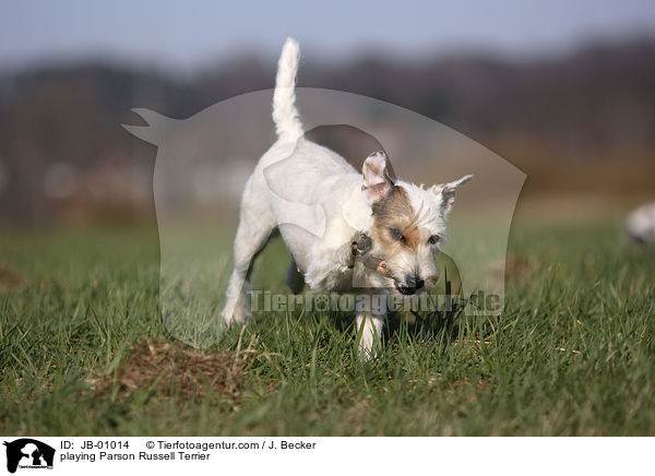 spielender Parson Russell Terrier / playing Parson Russell Terrier / JB-01014