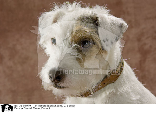 Parson Russell Terrier Portrait / Parson Russell Terrier Portrait / JB-01019