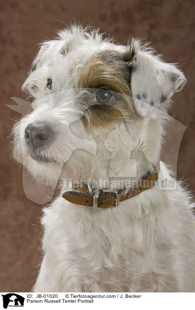 Parson Russell Terrier Portrait / JB-01020