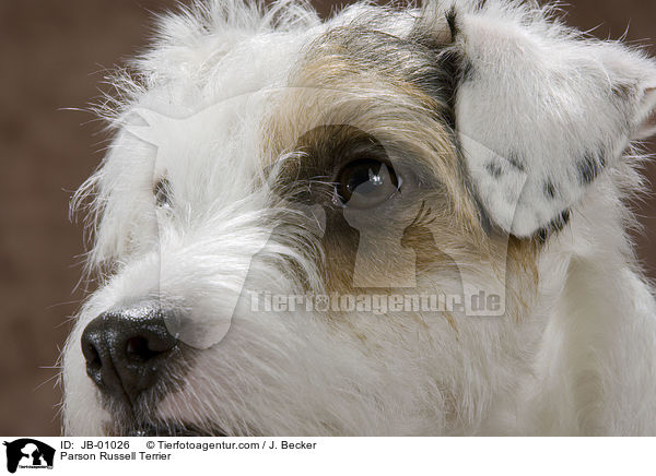 Parson Russell Terrier / JB-01026
