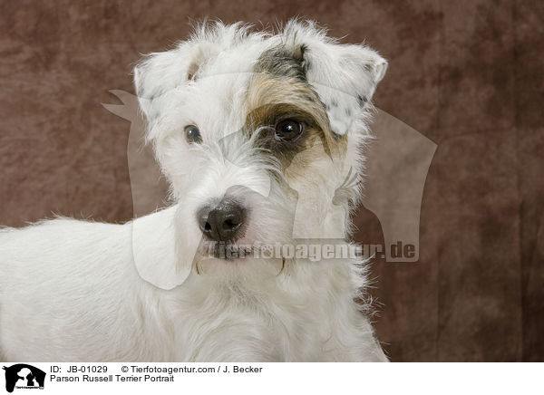 Parson Russell Terrier Portrait / Parson Russell Terrier Portrait / JB-01029