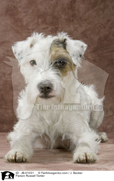 Parson Russell Terrier / Parson Russell Terrier / JB-01031