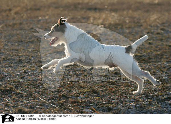 rennender Parson Russell Terrier / running Parson Russell Terrier / SS-07384