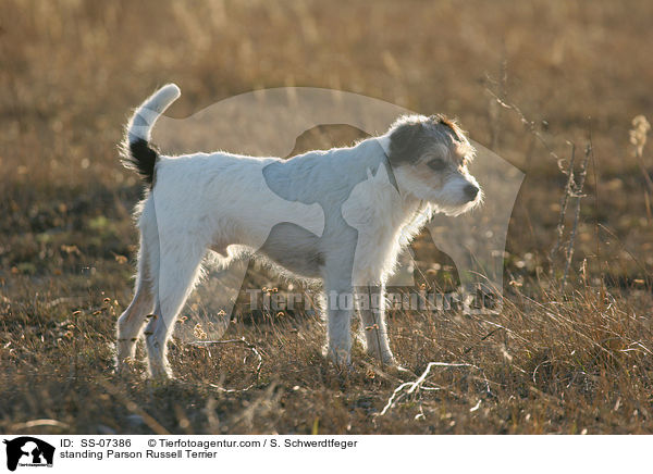 stehender Parson Russell Terrier / standing Parson Russell Terrier / SS-07386