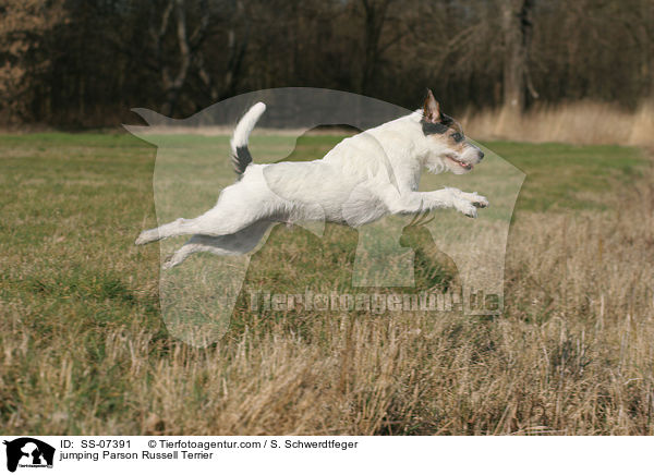 springender Parson Russell Terrier / jumping Parson Russell Terrier / SS-07391