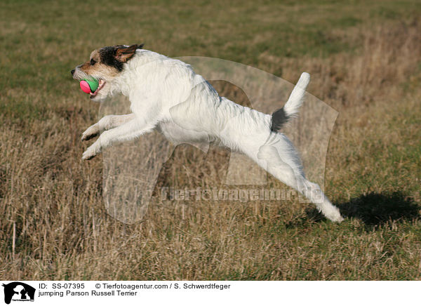 springender Parson Russell Terrier / jumping Parson Russell Terrier / SS-07395