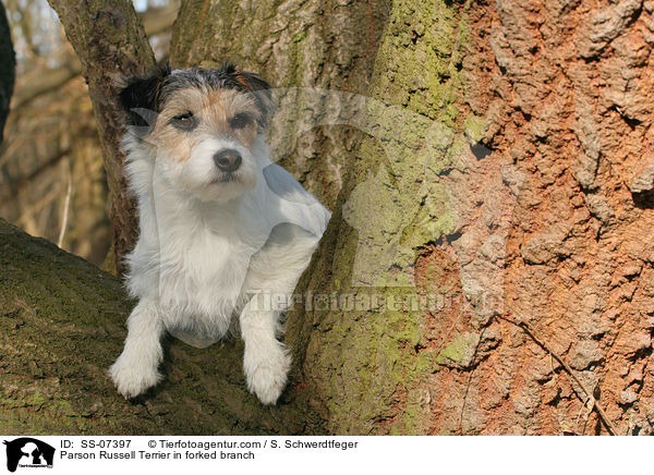 Parson Russell Terrier in Astgabel / Parson Russell Terrier in forked branch / SS-07397