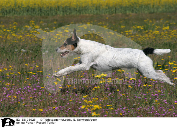 rennender Parson Russell Terrier / runing Parson Russell Terrier / SS-08925