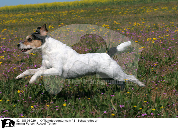 rennender Parson Russell Terrier / runing Parson Russell Terrier / SS-08926