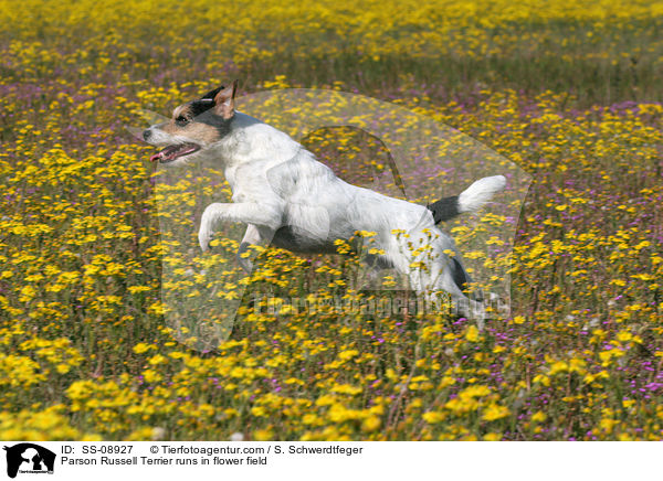 Parson Russell Terrier rennt auf Blumenwiese / Parson Russell Terrier runs in flower field / SS-08927